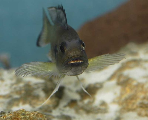 triglachromis-incubation1.jpg