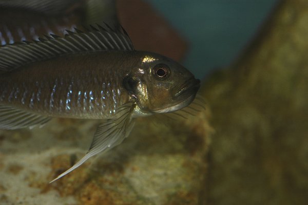 triglachromis-incubation2.jpg