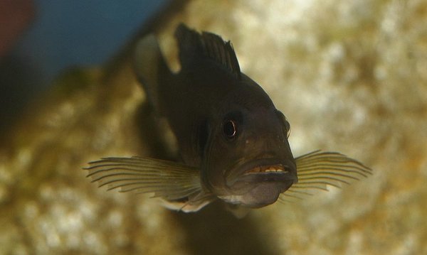 triglachromis-incubation3.jpg