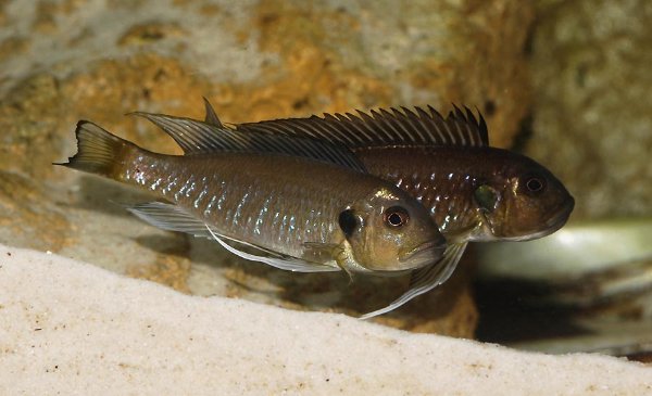 triglachromis-incubation5.jpg