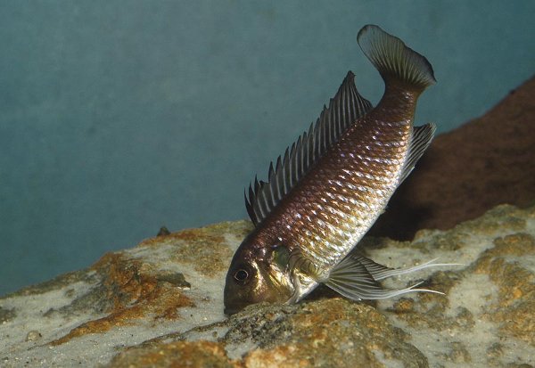 triglachromis-incubation6.jpg