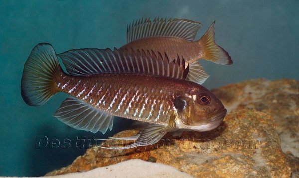 triglachromis-parade.jpg