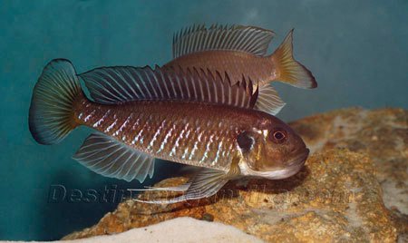 triglachromis-female-parade.jpg