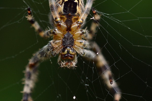 araneus-diadematus.jpg