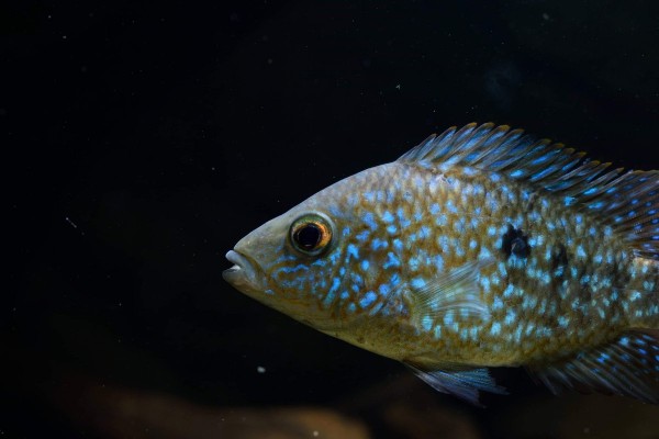 Herichthys carpintis