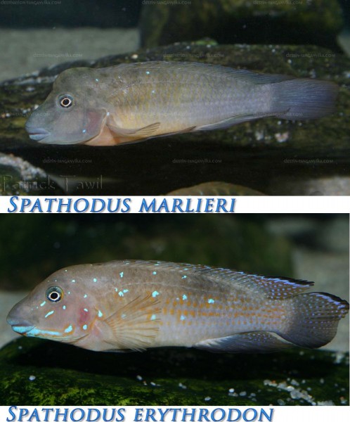 Comparaison Spathodus spp. (marlieri en haut, erythrodon en bas).