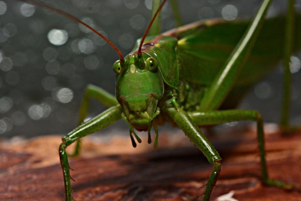 tettigonia-viridissima-a.JPG