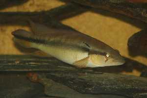 C. irinidae mâle
