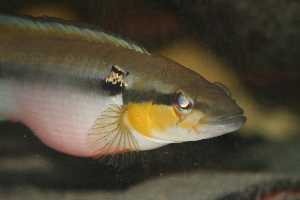 C. irinidae femelle
