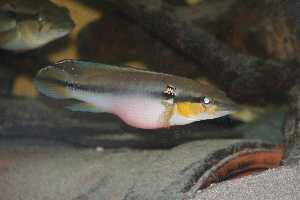C. irinidae.jpg