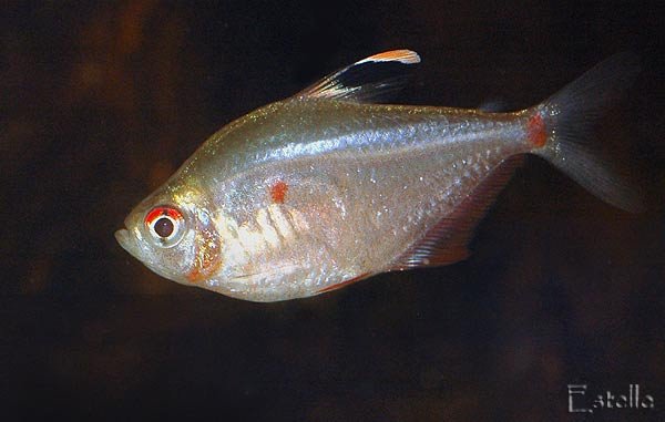 hyphessobrycon-erythrostigm.jpg