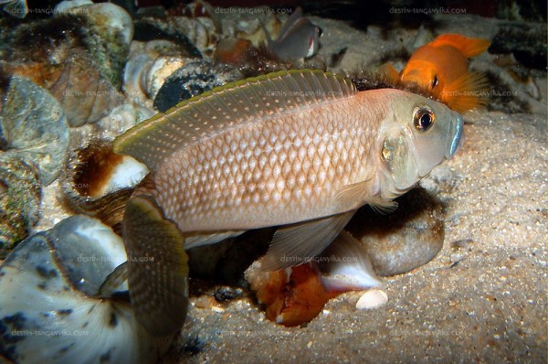 neolamprologus-callipterus-a.1.jpg