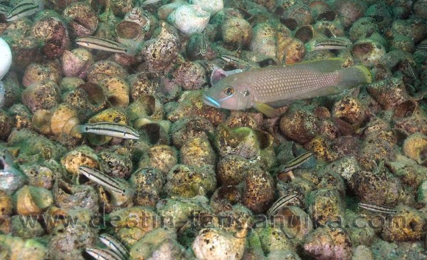callipterus-vittatus-ulw-h1.jpg