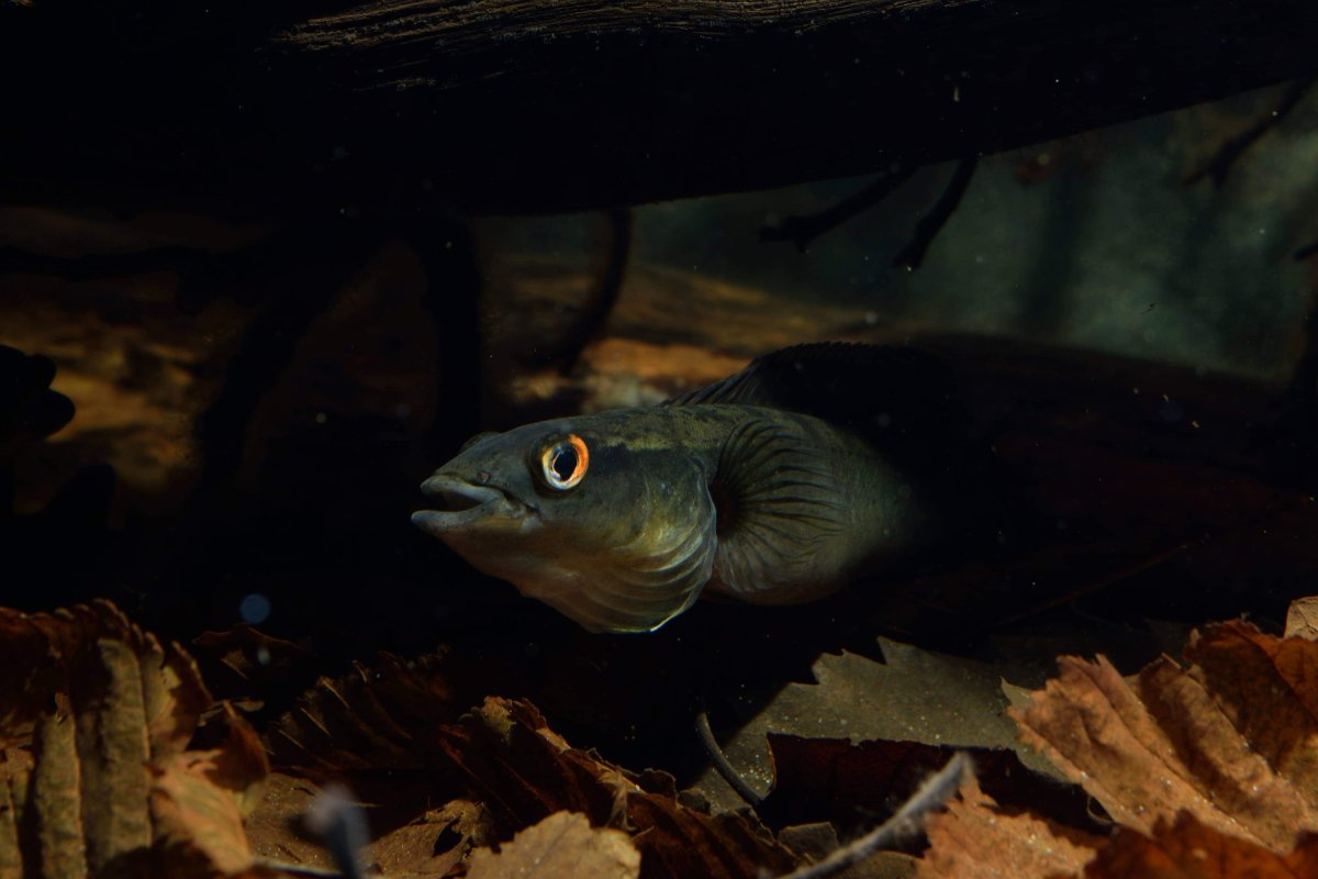 Crenicichla johanna "Rio Nanay"