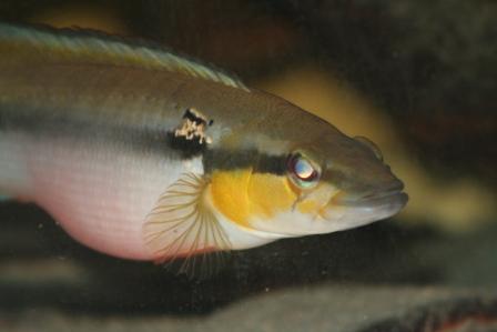 C. irinidae photo 2